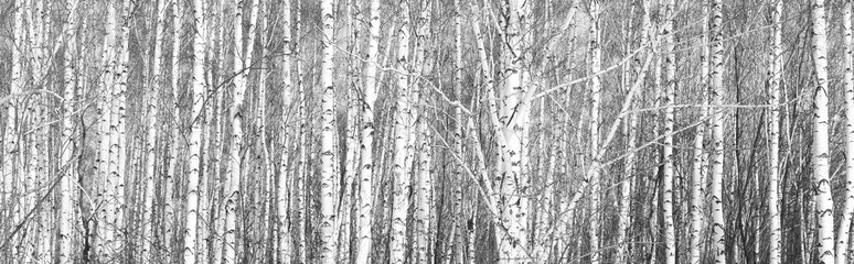 Fototapete Bäume Weiße Birken in Schwarz-Weiß  © yarbeer