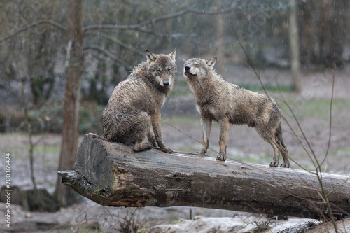 Grey Wolf Animal