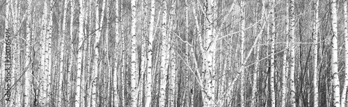 black-and-white photo of white birches in birch grove