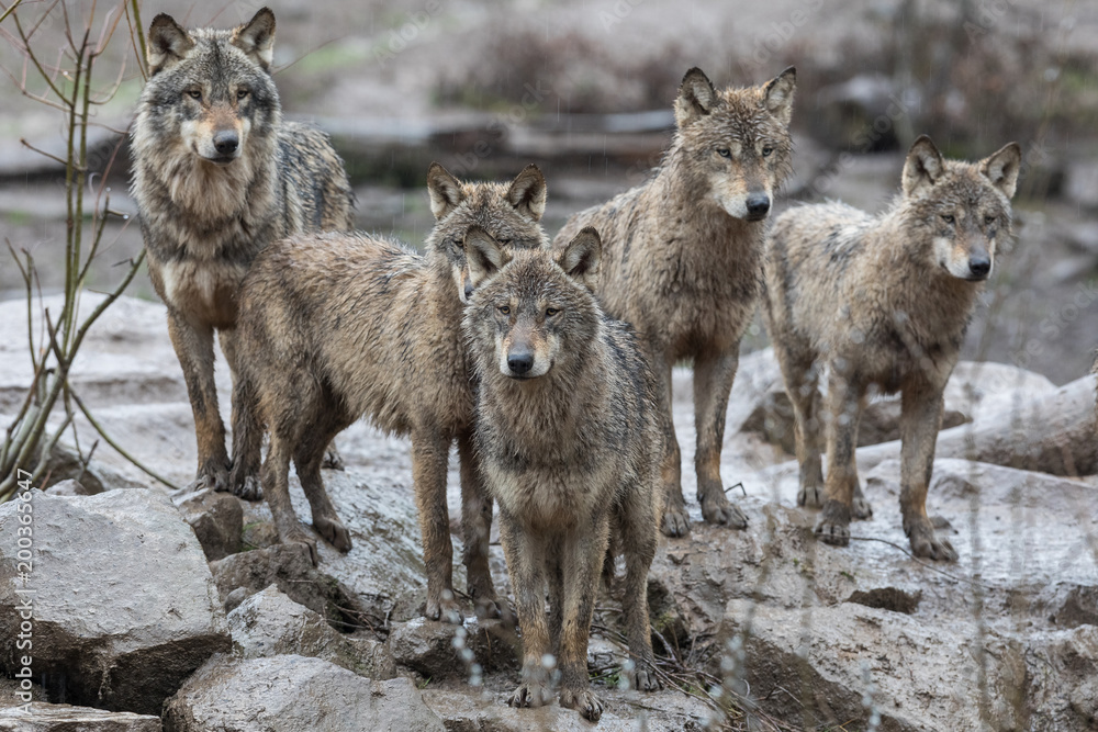 Grey Wolf Animal