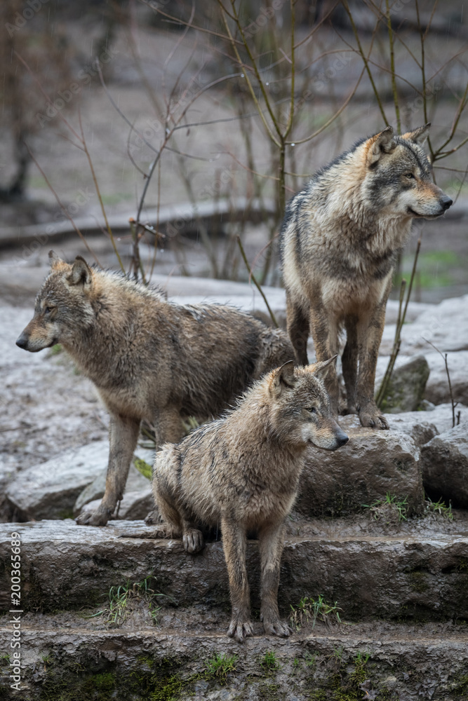 Obraz premium Grey Wolf Animal