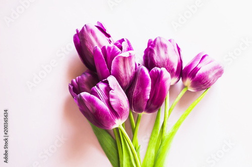 Fototapeta Naklejka Na Ścianę i Meble -  A bouquet of lilac tulips on a purple background. Lifestyle photo. Top view, flat lay