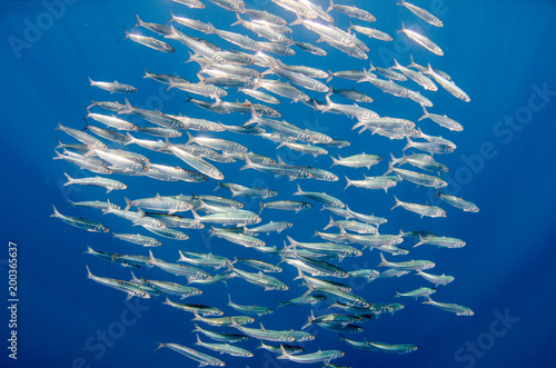 Sardine bait ball off the mexican coast.