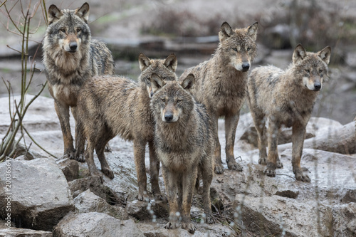 Grey Wolf Animal