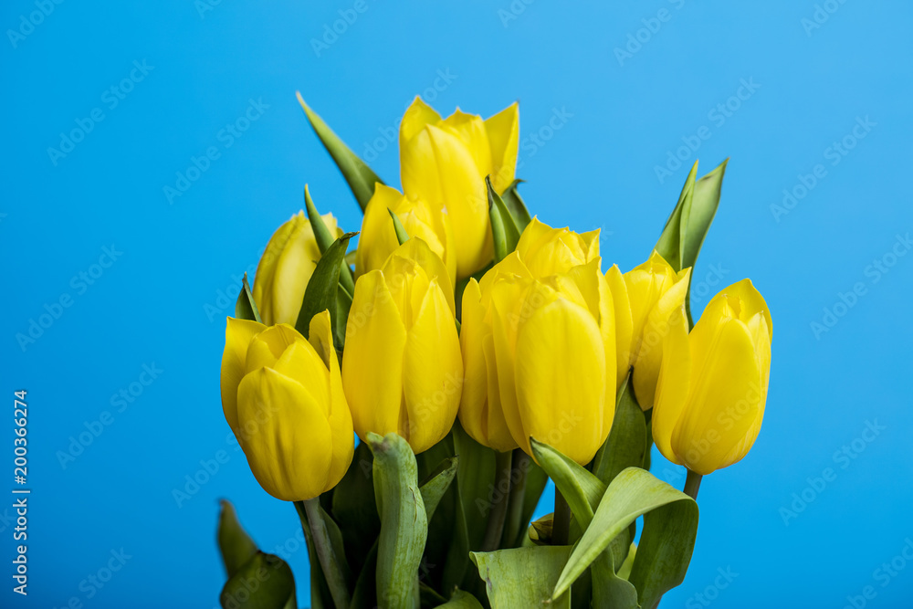 Obraz premium yellow tulips on blue background 