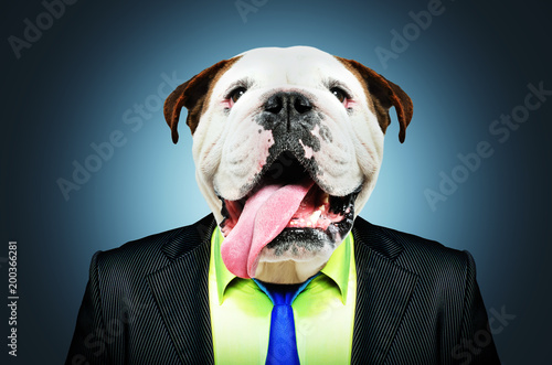 Portrait of a English bulldog in a business suit