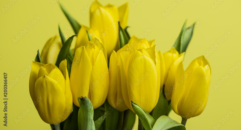 yellow tulips on yellow background 