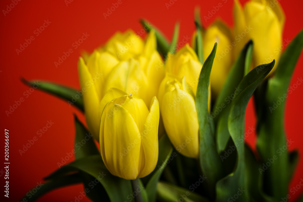 Naklejka premium yellow tulips on red background 