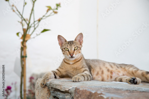 Photography Gatto selvatico