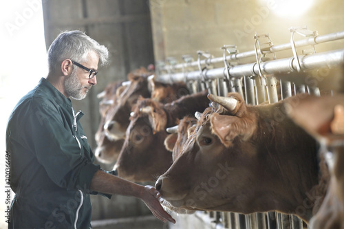 Farmer in barn checking on livestock