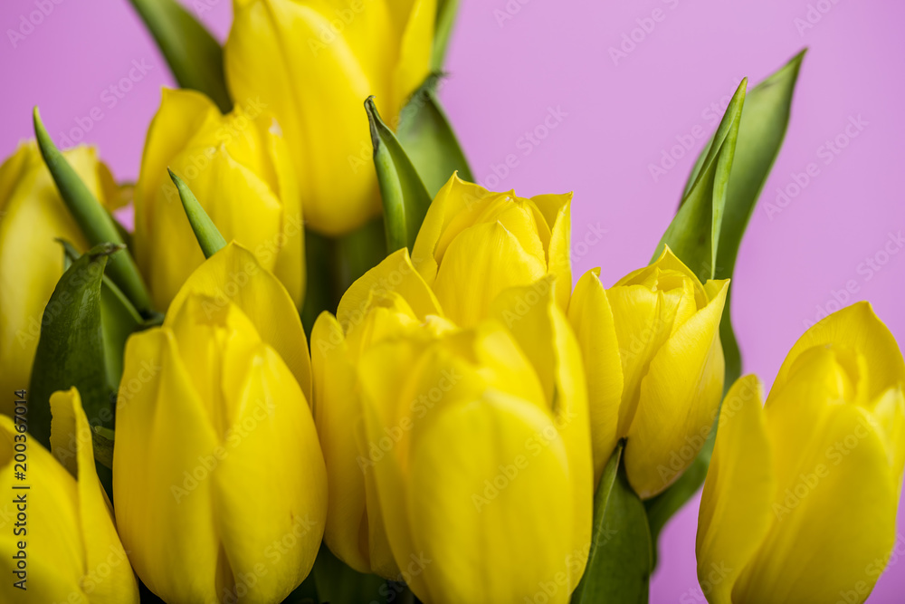Naklejka premium yellow tulips on pink background 