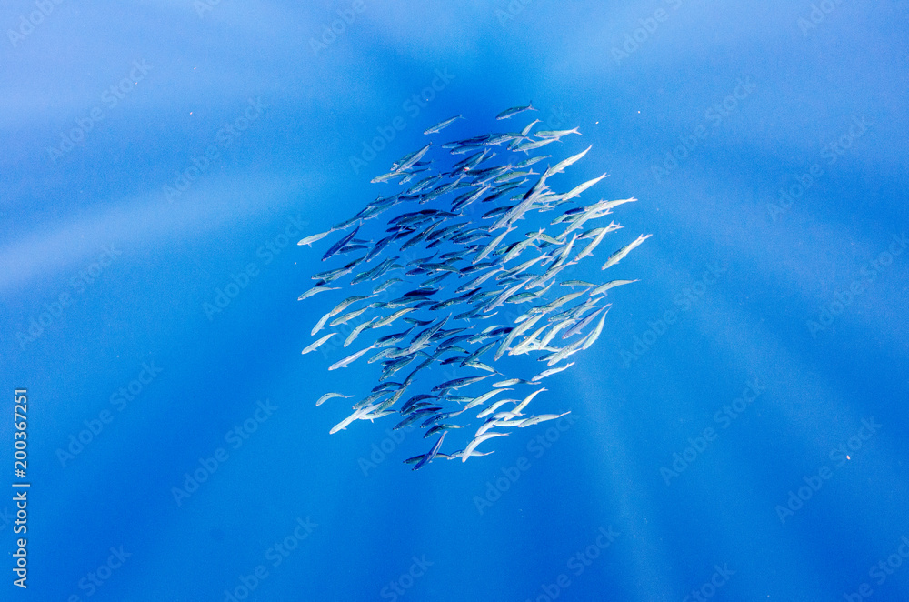 Fototapeta premium Sardine bait ball off the mexican coast.