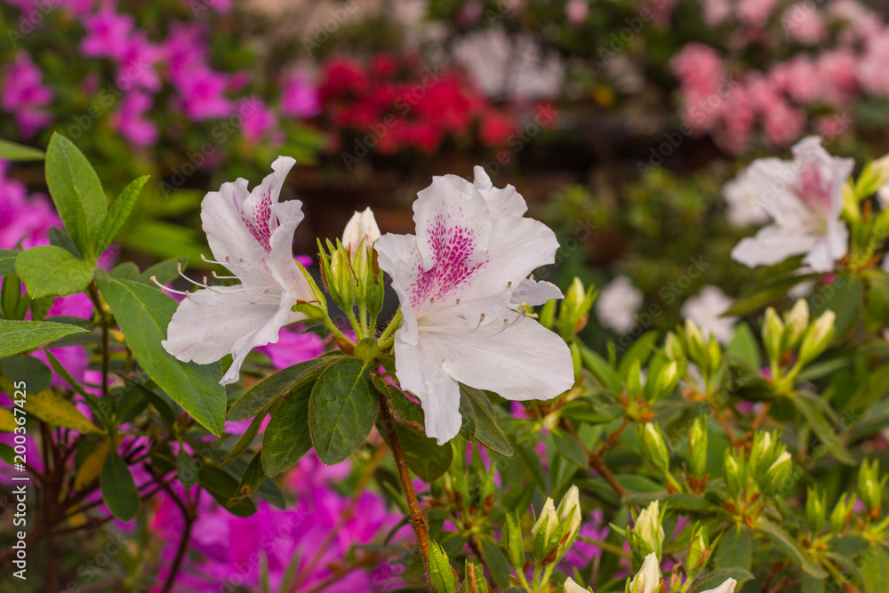 Blooming Rhododendron selection in a greenhouse. flower background Blooming Rhododendron selection in a greenhouse. flower background