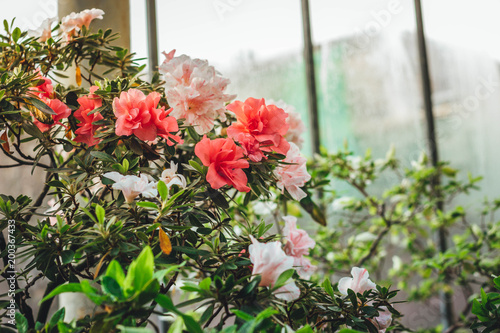 Pink Satsuki azalea blooming(Azalea Rhododendron)