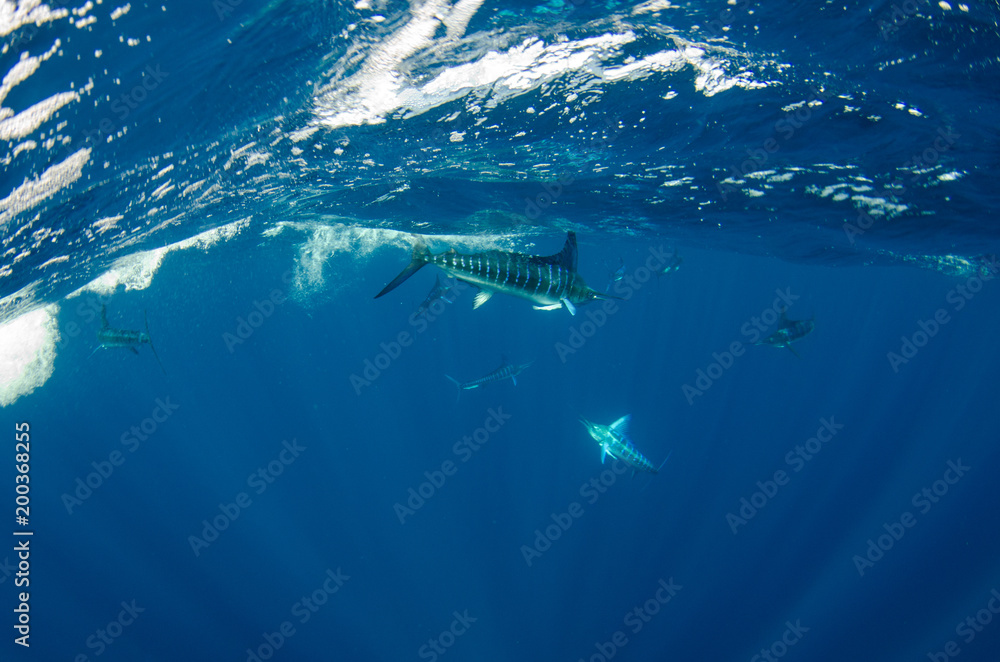 Fototapeta premium Striped marlin off the mexican coast