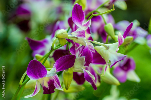 Orchid flower in tropical garden.Phalaenopsis Orchid flower growing on Tenerife,Canary Islands.Orchids.Floral background
