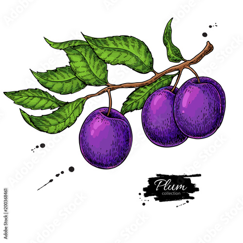 PrintPlum branch vector drawing. Hand drawn isolated fruit