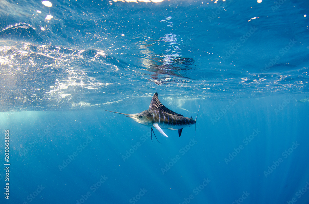 Obraz premium Striped marlin off the mexican coast
