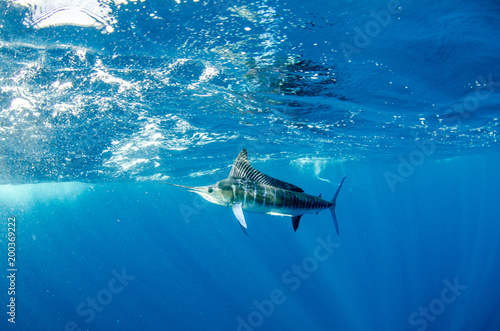 Wallpaper Mural Striped marlin off the mexican coast