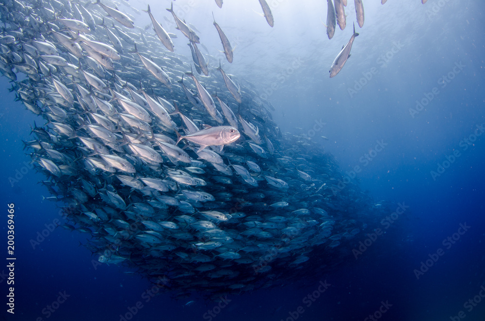 Obraz premium Big eye Trevally Jack, (Caranx sexfasciatus) in polarized school, bait ball or tornado with a diver taking pictures. Cabo Pulmo National Park. Baja California Sur,Mexico.