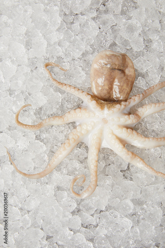 close-up shot of raw octopus on crushed ice