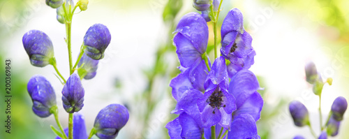 Fototapeta Naklejka Na Ścianę i Meble -  Close-up of a blue delphinium flower.