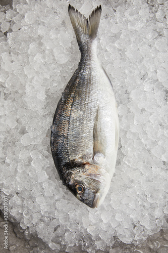 top view of raw gilt-head bream on crushed ice