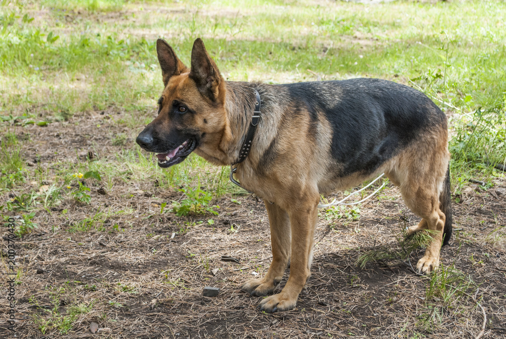 thoroughbred dog on the green grass in the park training thoroughbred dog on the green grass in the park training