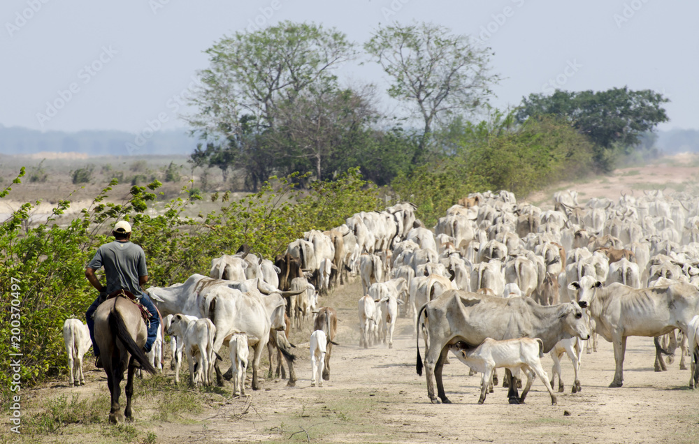 Fototapeta premium Herd of cows in Los Llanos