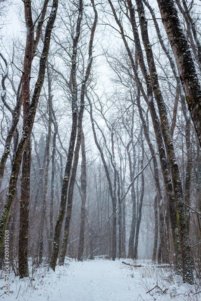 Snowstorm in the winter forest
Snowstorm in the winter forest