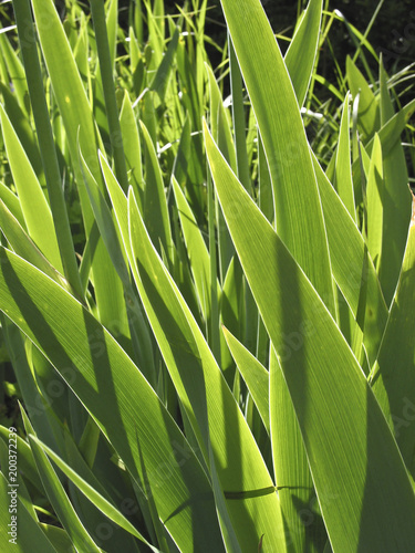 Iris-Laub  Schwertlilie