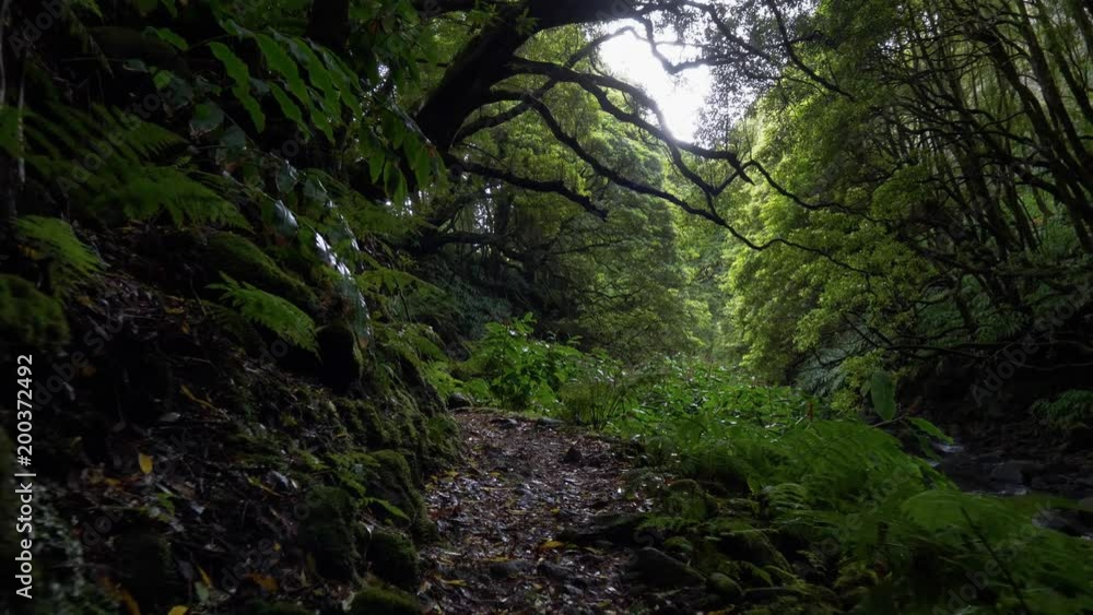 Magical forest. Camera moving along narrow path in green wet forest. Gimbal stabilized tracking shot. Magical forest. Camera moving along narrow path in green wet forest. Gimbal stabilized tracking shot.