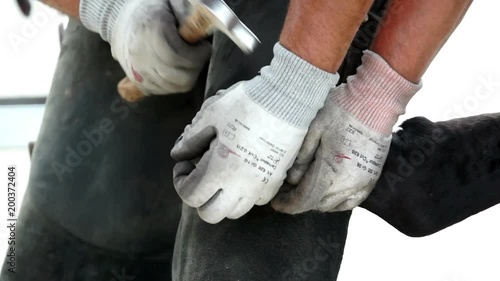 Hufschmied nagelt ein Hufeisen auf. Seitenansicht
