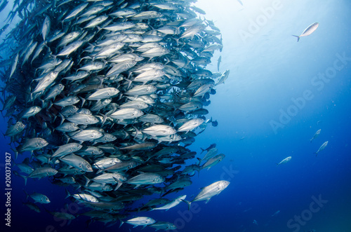 Big eye Trevally Jack, (Caranx sexfasciatus) in polarized school, bait ball or tornado with a diver taking pictures. Cabo Pulmo National Park. Baja California Sur,Mexico. photo