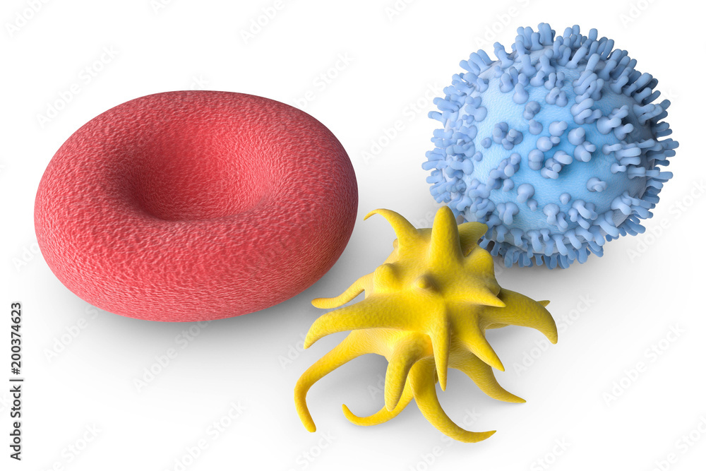 Erythrozyt rot Blutkörperchen Thrombozyt und Leukozyt StockIllustration Adobe Stock