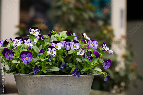 Fototapeta Naklejka Na Ścianę i Meble -  Violet Flowers White Purple Yellow Green in a Pot Outside