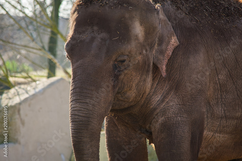 Indian Elephant Zoo Brown Eating Walking Sun