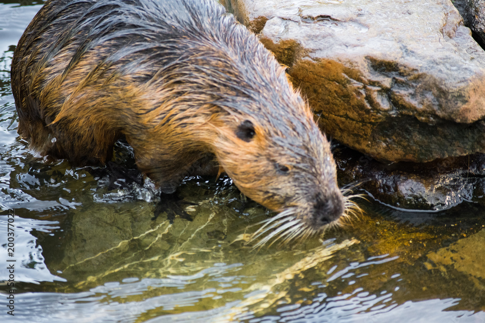 Beaver Rat Swimming Water Brown Animal Zoo Beaver Rat Swimming Water Brown Animal Zoo