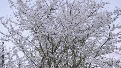 Wallpaper Mural White flowers spring tree Torontodigital.ca