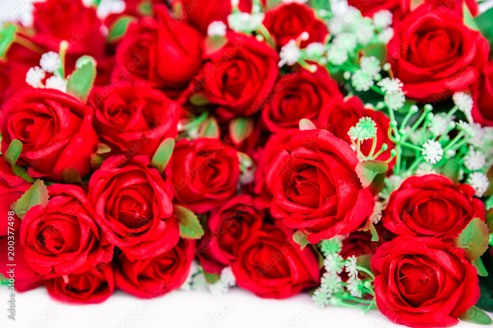 Rose - Flower, Flower, Single Flower, Petal, Plant Rose - Flower, Flower, Single Flower, Petal, Plant