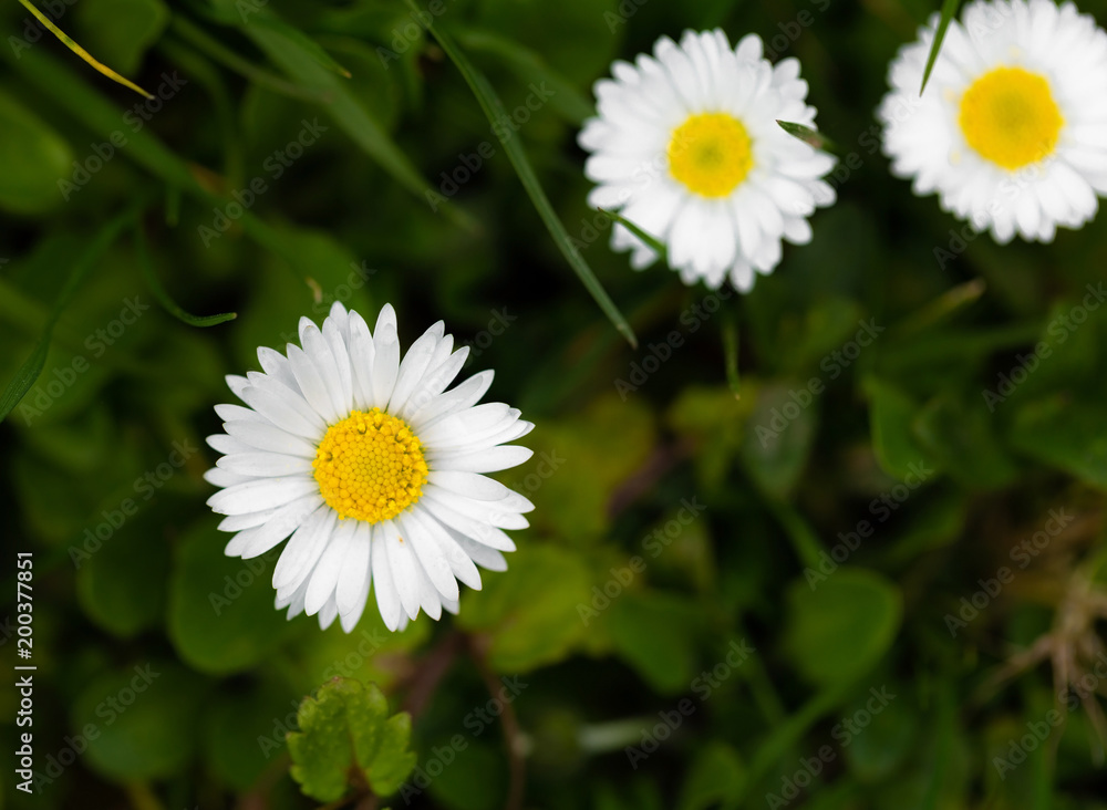 Obraz premium Daisy flowers