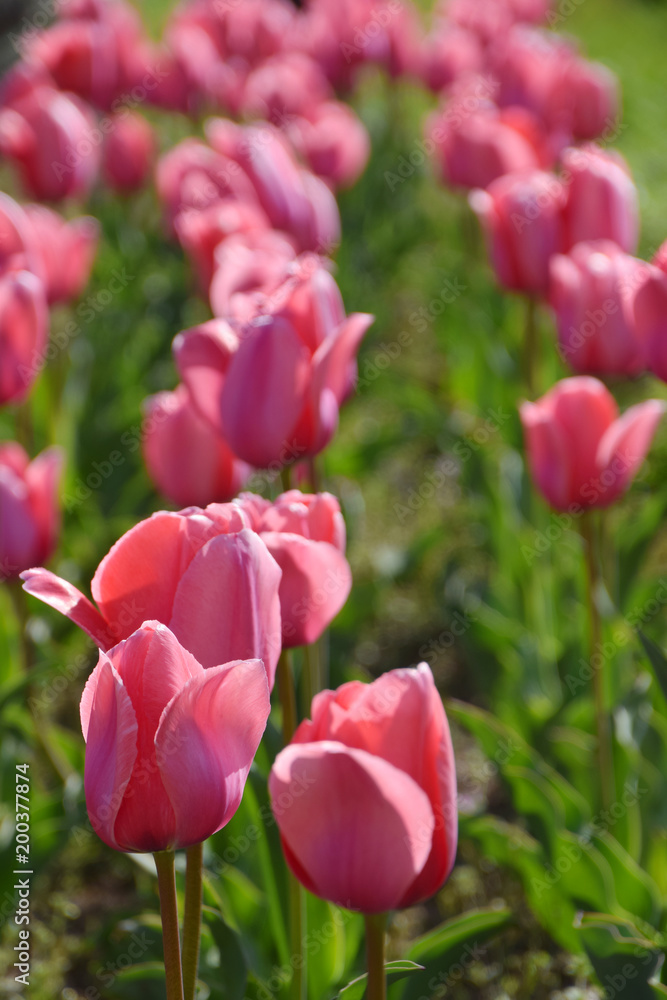 Gradient pink color tulip farm / グラデーションピンクのチューリップ畑 Gradient pink color tulip farm / グラデーションピンクのチューリップ畑
