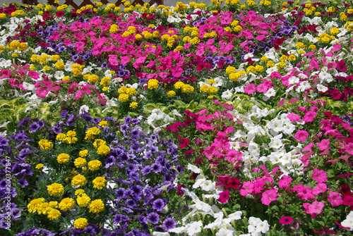 the flower planting bed in spring season / 春の寄せ植え花壇
