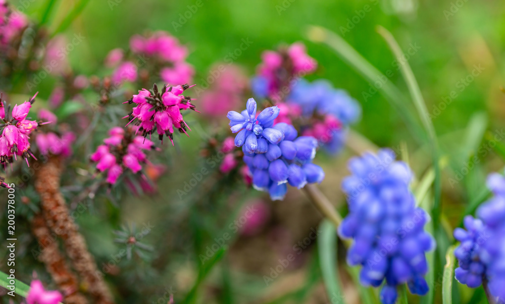 Purple and violet flowers 1