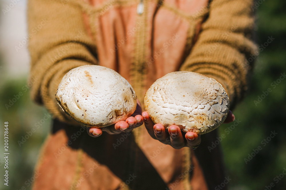 the girl is holding fresh juicy big white mushrooms the girl is holding fresh juicy big white mushrooms
