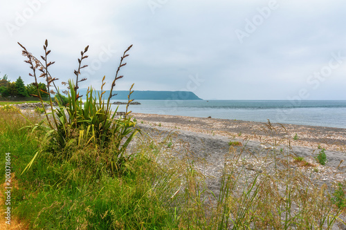 Flax bush in a patch of grass on a deserted beach