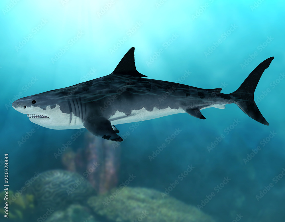 Megalodon Extinct Mega Shark Illustration Stock Adobe Stock