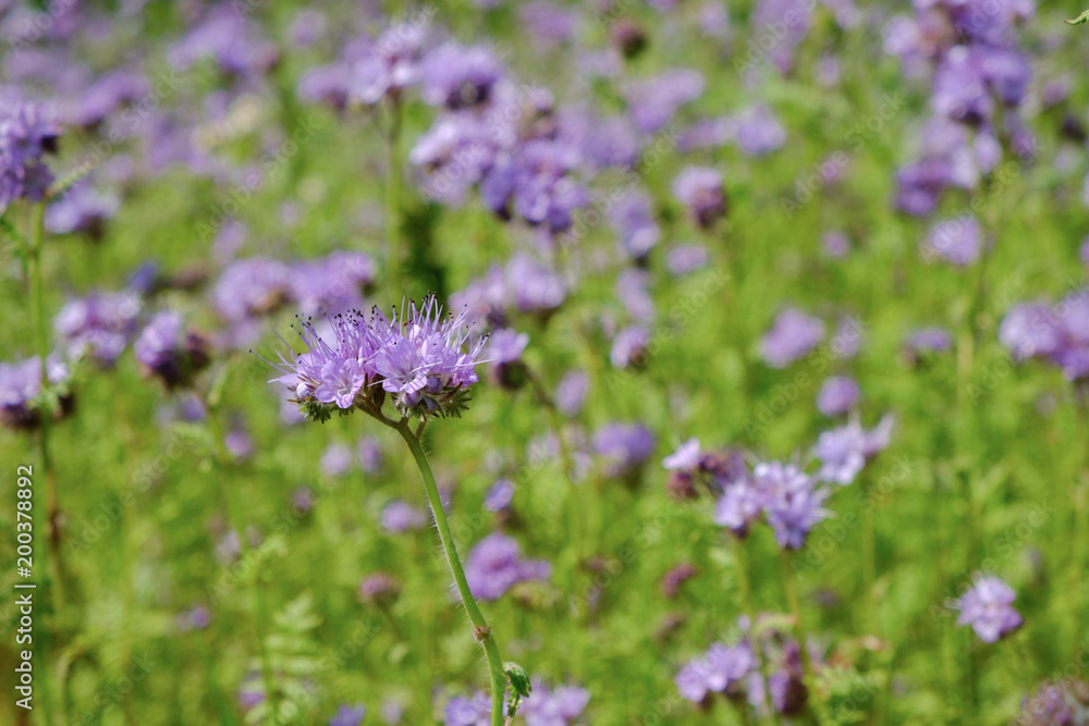 Closeup of a blooming phacelia on a field (Phacelia tanacetifolia, scorpionweed, heliotrope). A nectar source is a flowering plant. Closeup of a blooming phacelia on a field (Phacelia tanacetifolia, scorpionweed, heliotrope). A nectar source is a flowering plant.