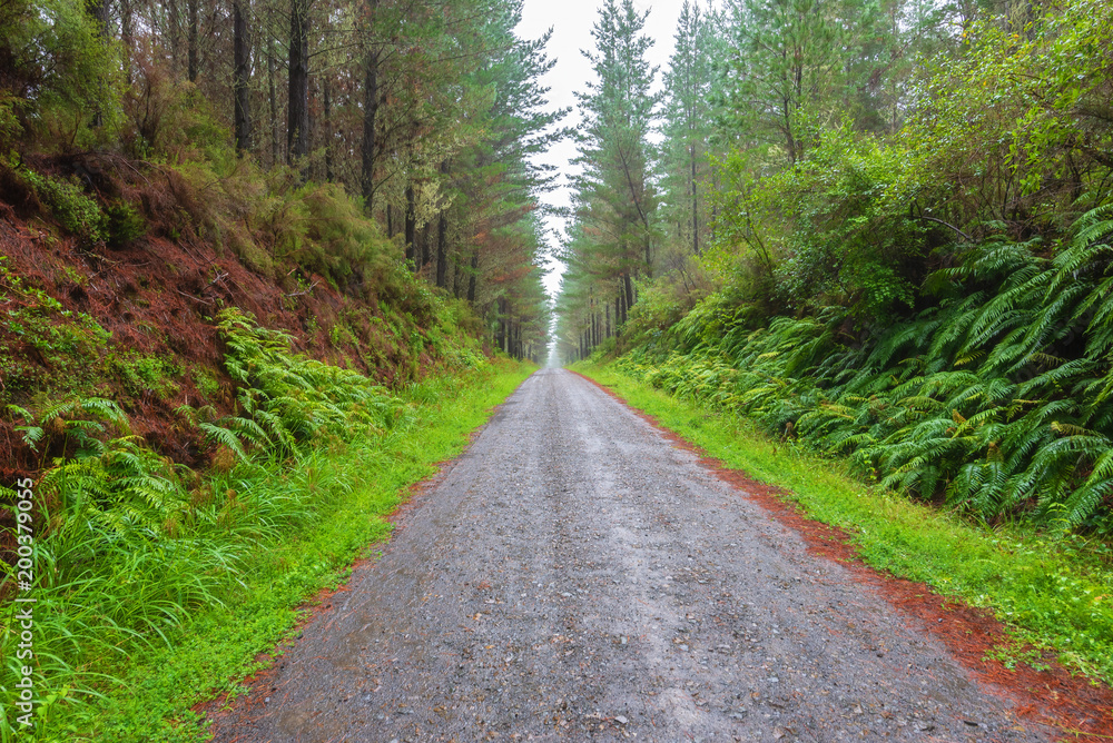 a straight road disappearing into the distance a straight road disappearing into the distance