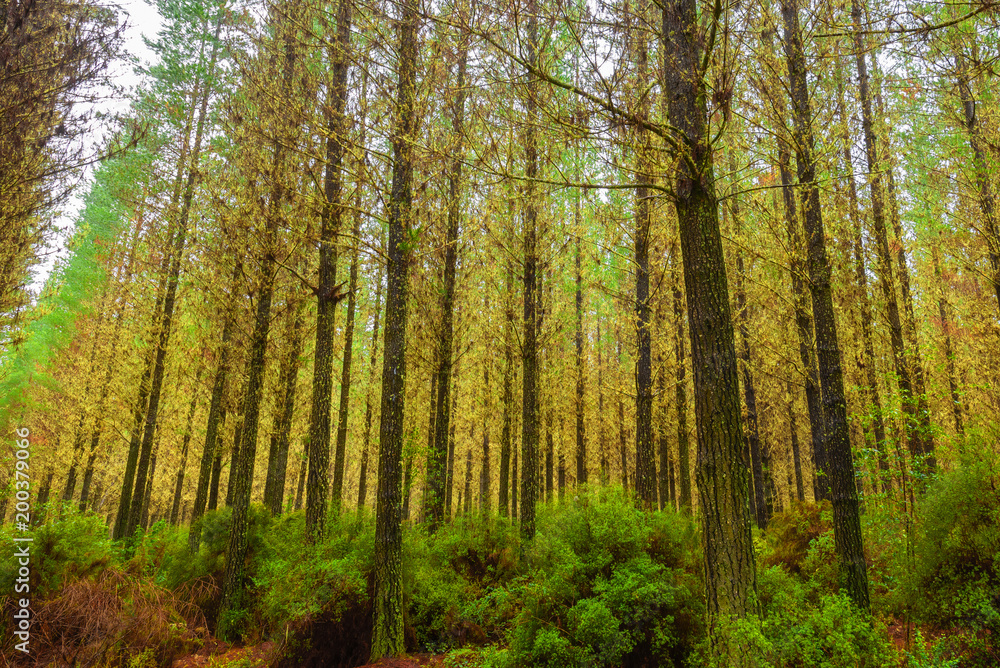 Tall pine trees shooting towards the sky in a thick forest